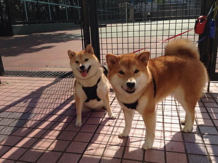 钢印与闪电，当战术铁壁催生天才的终极解答析洪都拉斯体系化压制如何意外解锁加维的西决封神之战