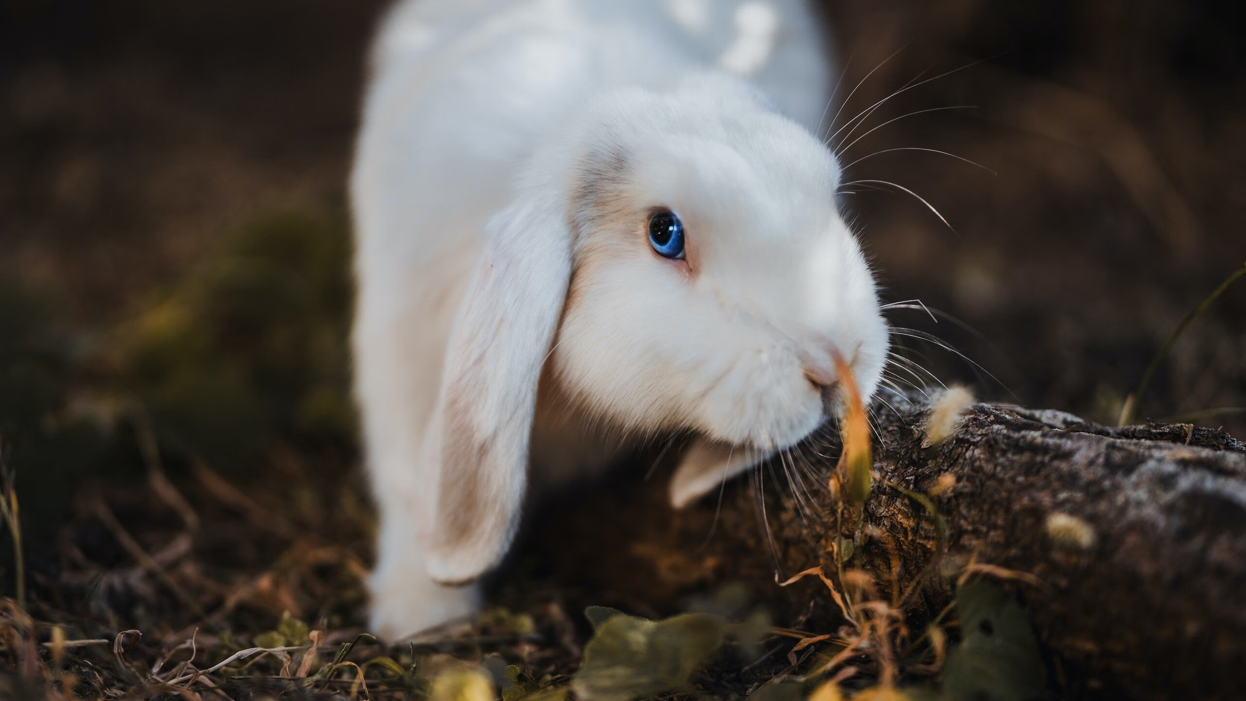 铁塔之影与关键先生，一场虚构的加冕礼