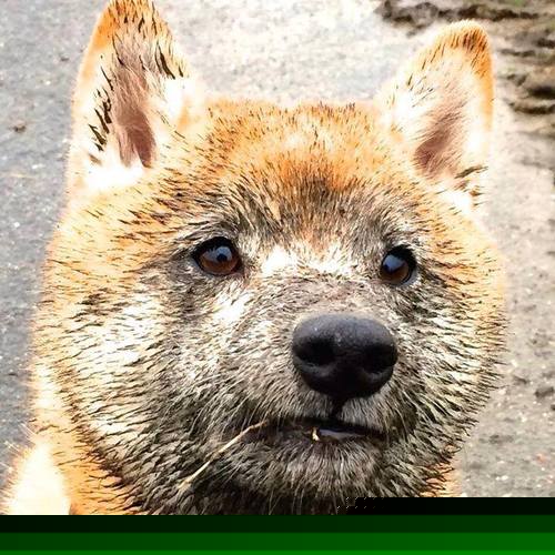 开云体育登录-手术刀与交响诗，当多诺万·米切尔用篮球撰写教科书