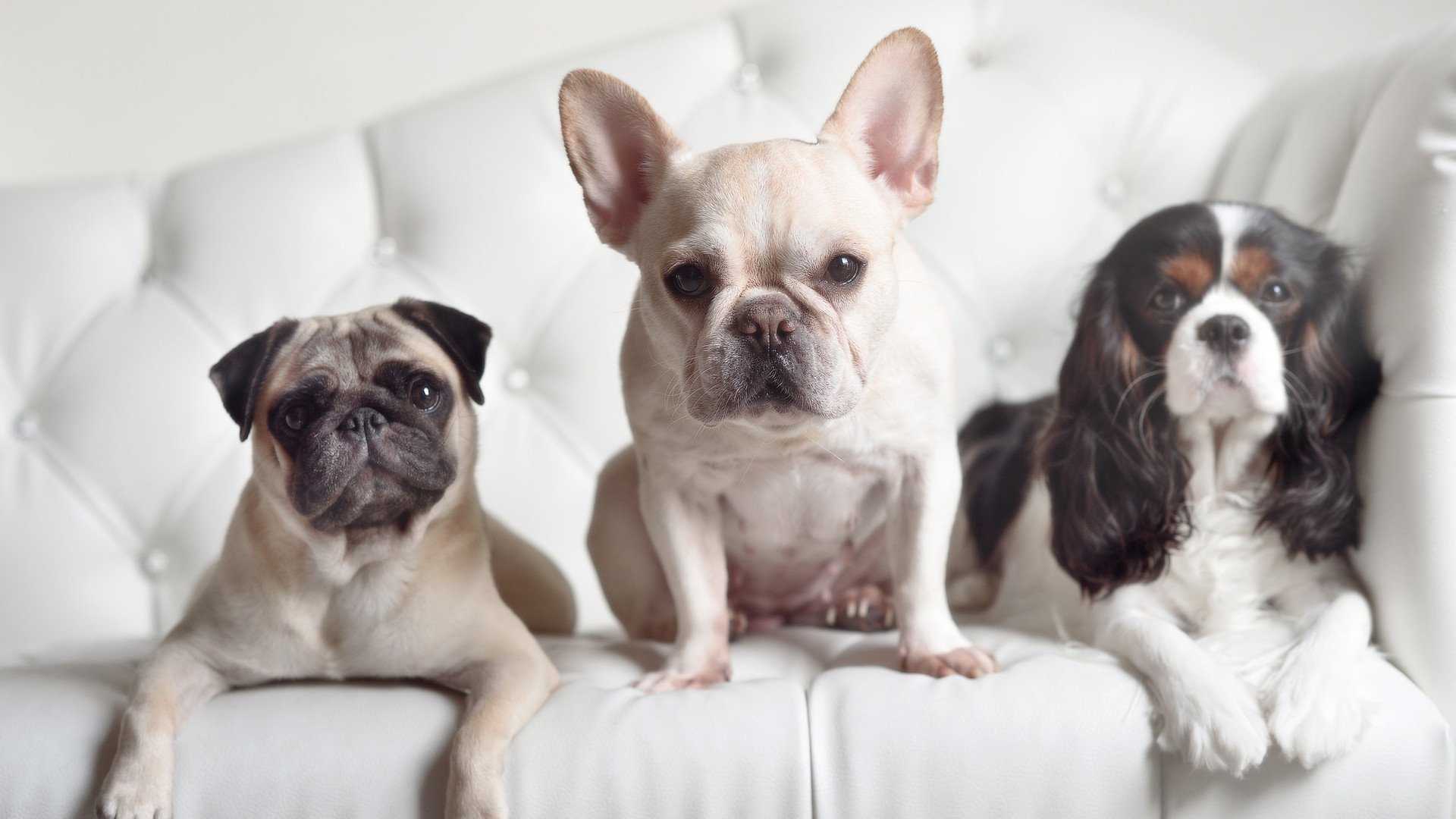 厄德高魔力难救主,里昂风暴冲垮英格兰堡垒