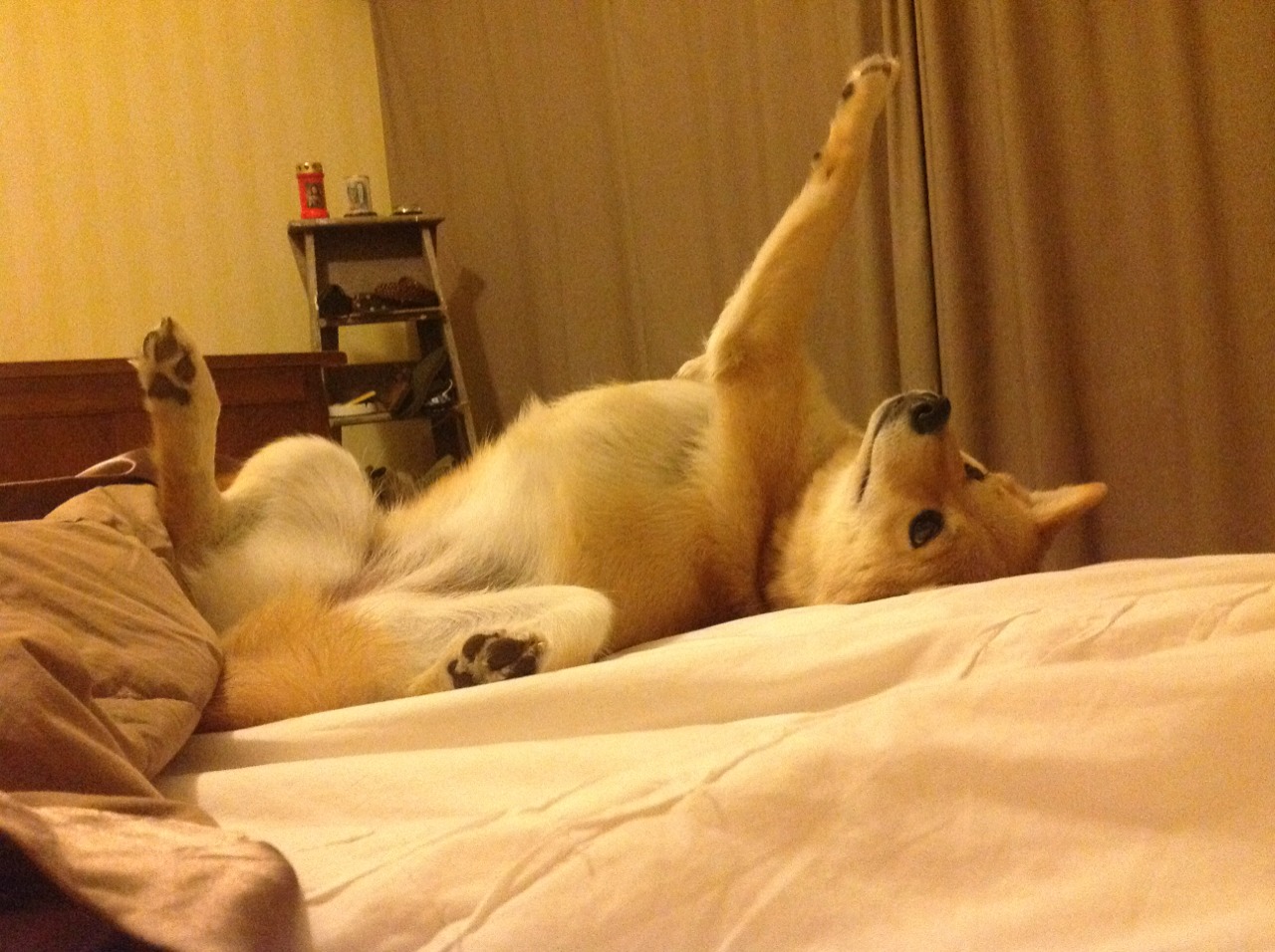 一骑绝尘！奥地利战术闪电战一波带走洪都拉斯，莫德里奇中场魔术堪称完美