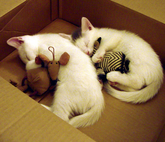 双雄会暗藏王朝更迭密码，库里致命利刃刺穿詹姆斯最后的倔强