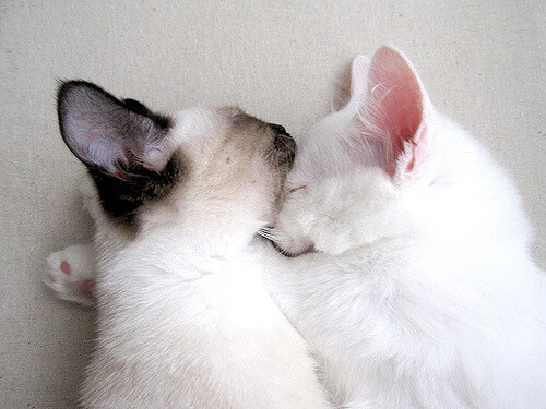 征服者之夜，皇马踏平洪都拉斯，拉亚在奥运烽火中加冕