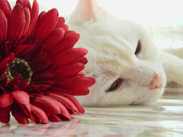 野兽入城，锡安撕碎独行侠防线，宣告巨兽篮球时代归来