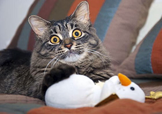 双面神祇，南美闪电与欧洲铁壁，两个赛场上的唯一主宰