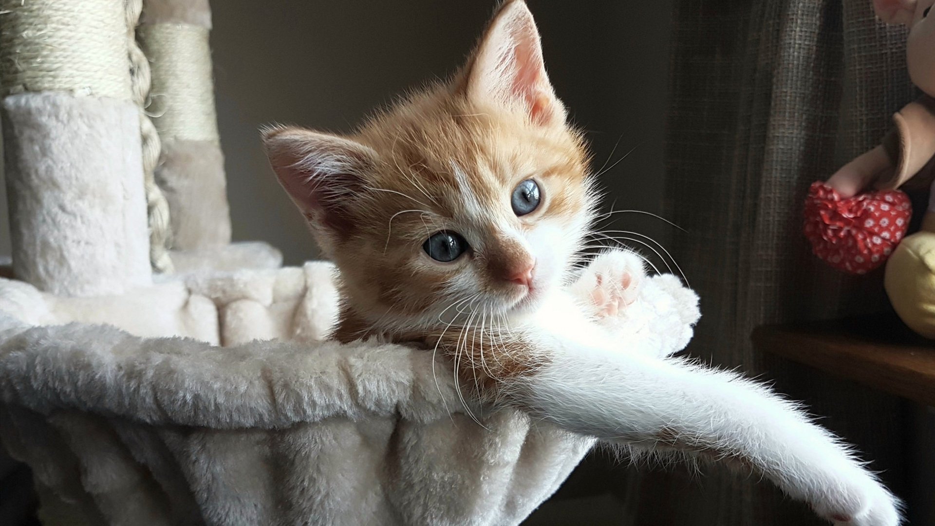 末节风暴!霍勒迪导演逆转,灰熊主场击退上海