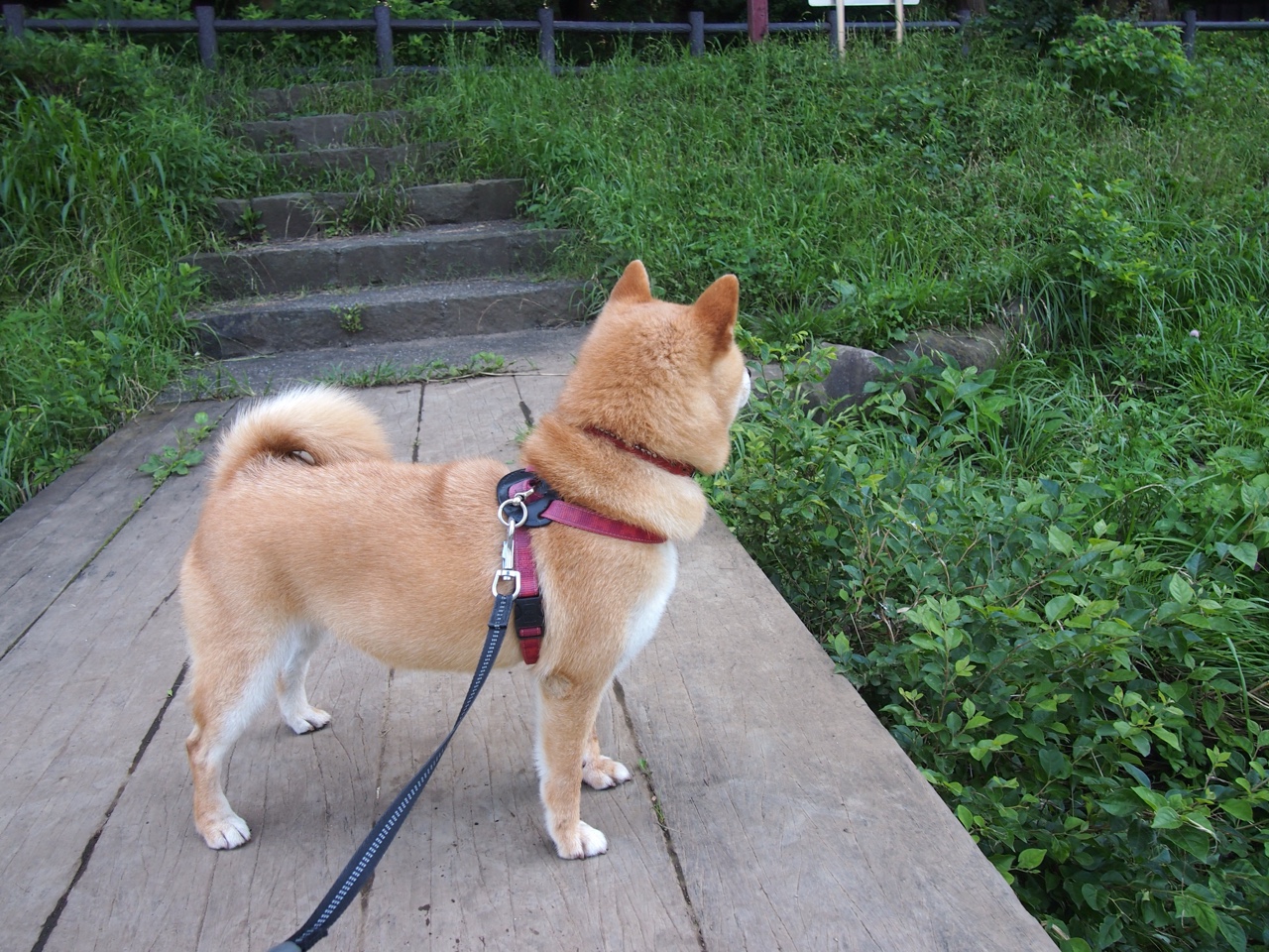 开云体育官网-冰与火的对决，特奥完美发挥助挪威险胜马里