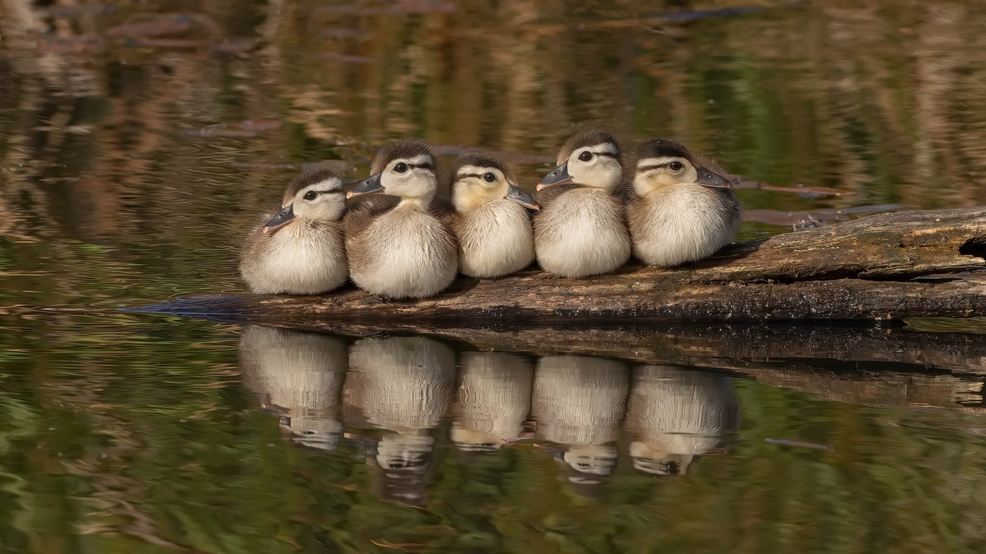 开云体育入口-双线并进，奥地利足球的压制艺术与意甲新王的诞生