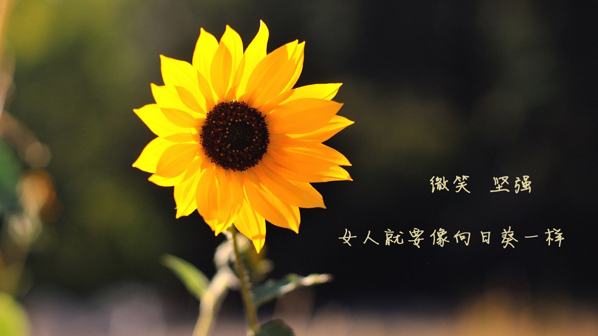 三色堇之夜，2026世界杯C组唯一的神谕